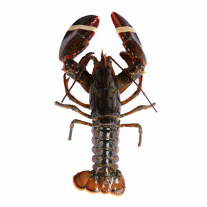 Lobster